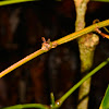 Stick Insect, Phasmid - Female