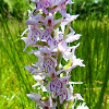 Common Spotted Orchid