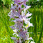 Common Spotted Orchid