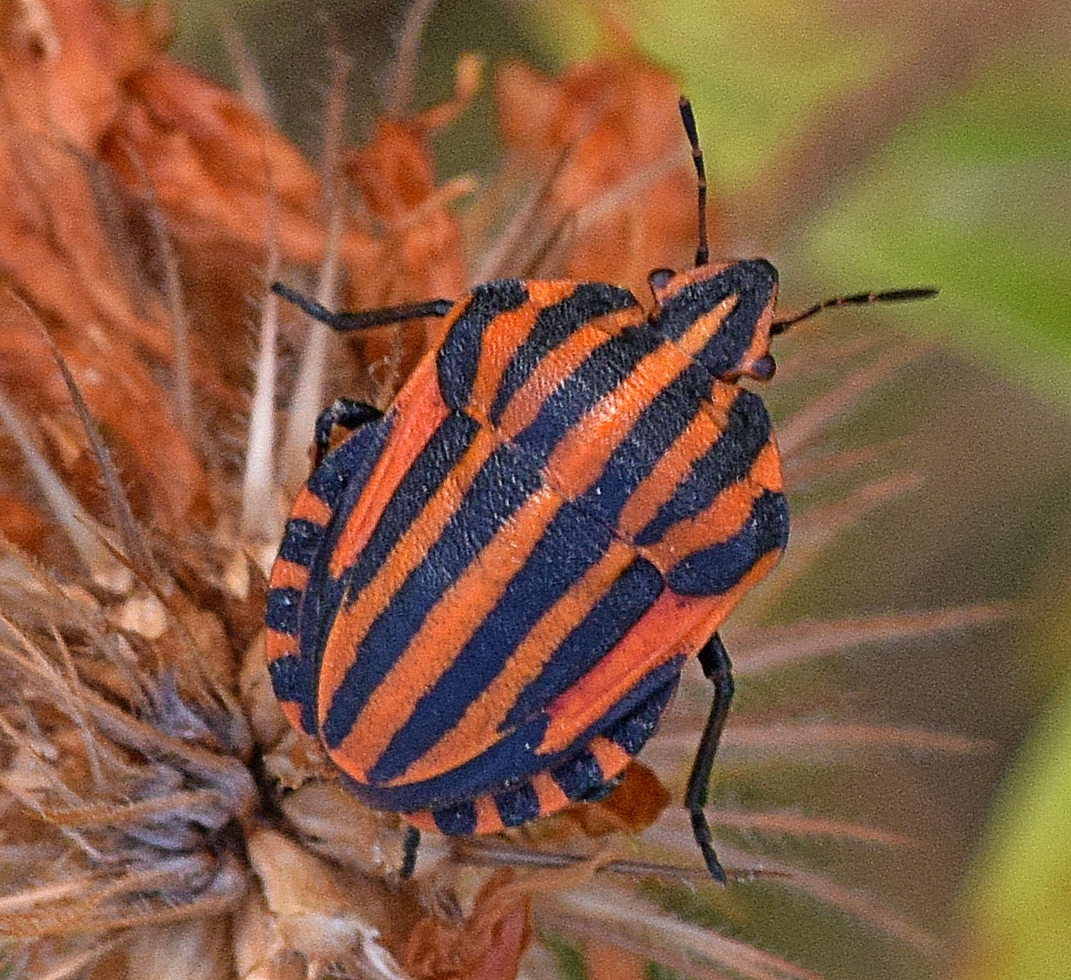 Italian Striped Bug