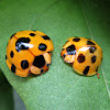 Giant Bamboo Ladybird