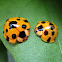 Giant Bamboo Ladybird