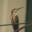 Colibrí garganta negra