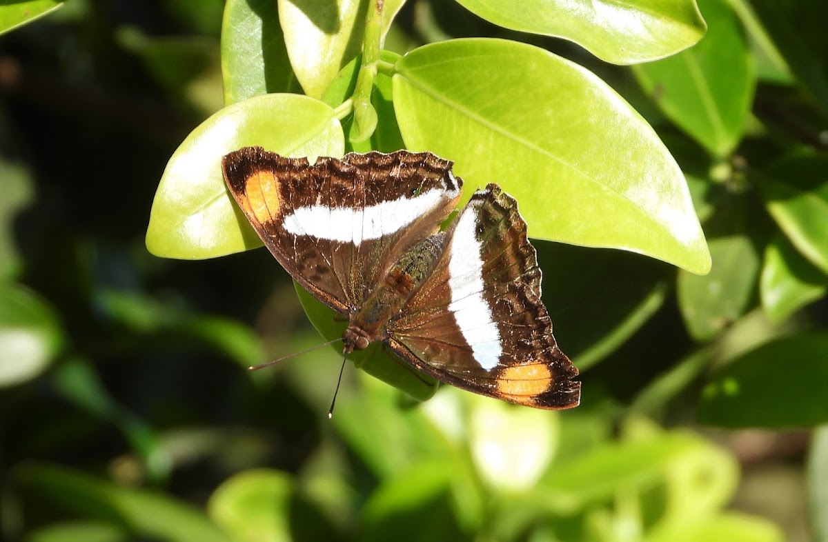 Pavon emperor (female)