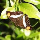 Pavon emperor (female)