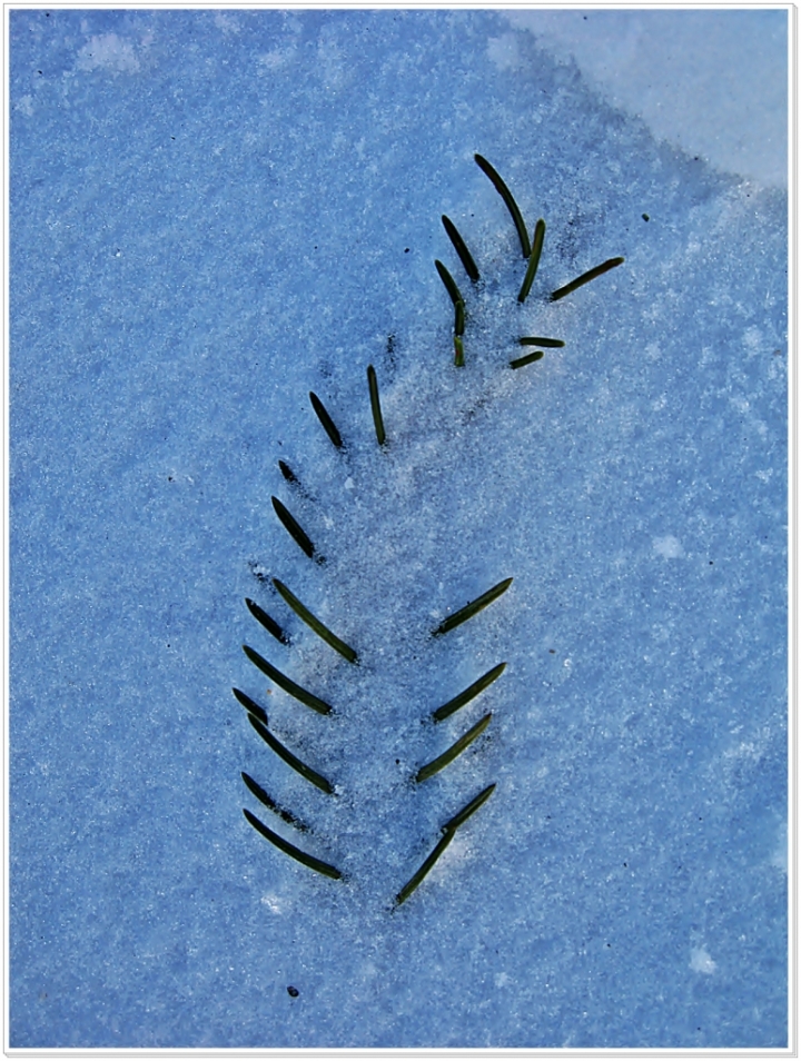 LACERAZIONE NATURALE di lonni