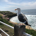 Ring-billed Gull