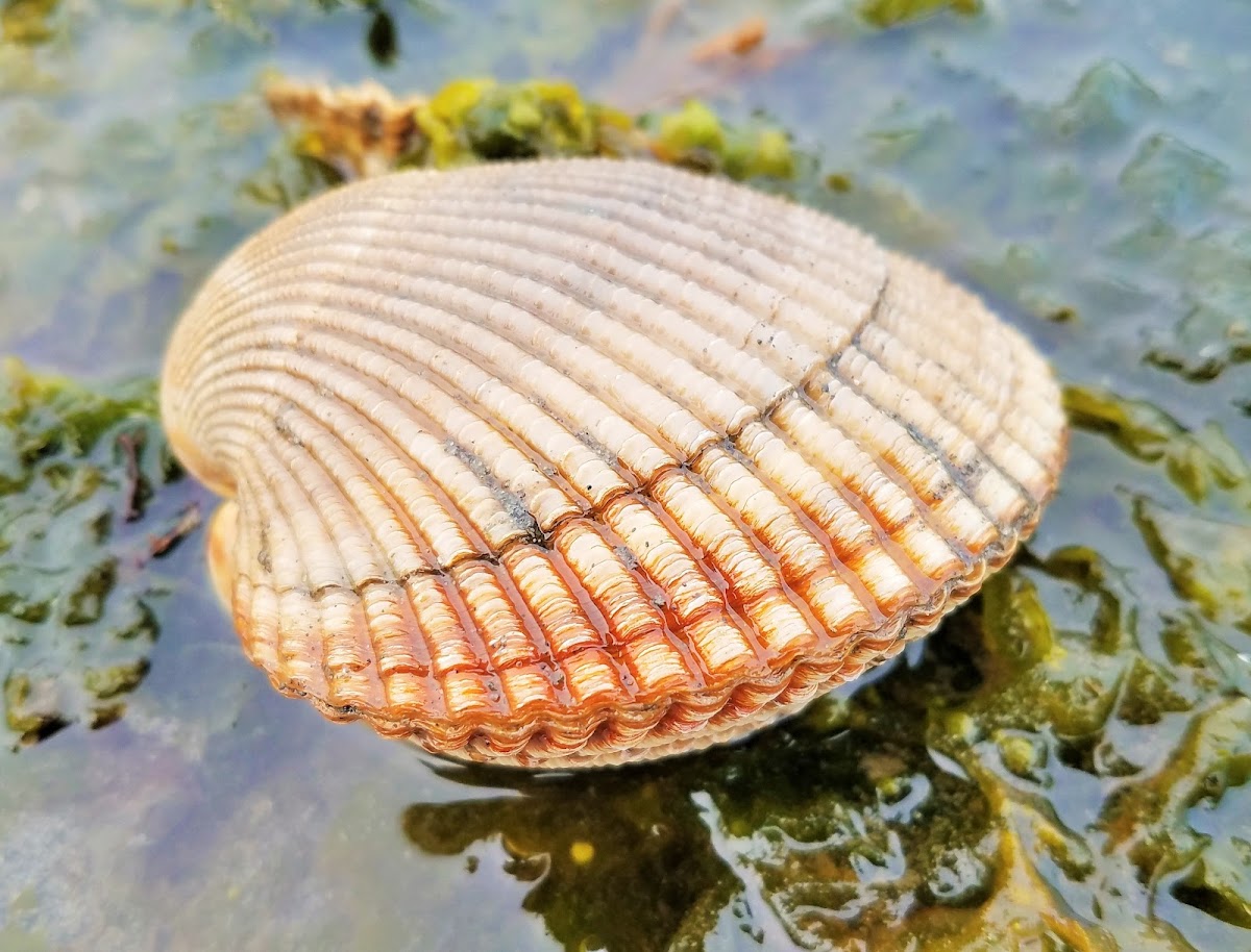 Nuttall's cockle