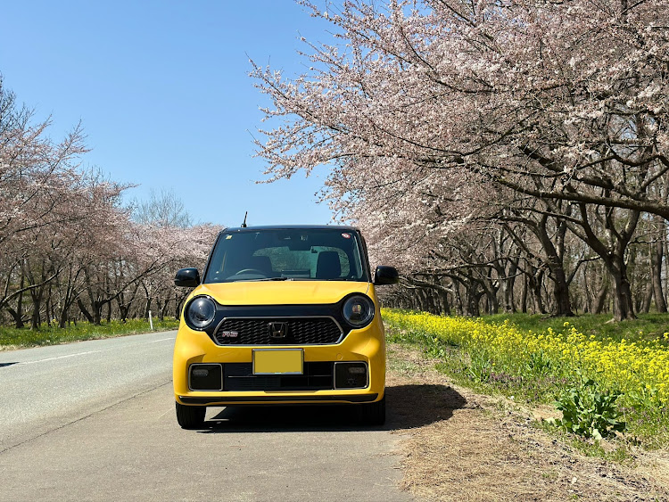 N-ONEのN-ONE乗りと繋がりたい・大学生のカーライフ・桜とコラボ・菜の花とコラボ・サクラと愛車に関するカスタム事例の投稿画像1枚目