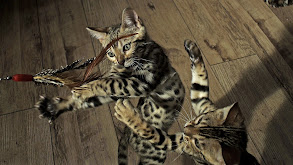 Pets: Wild at Heart: Playful Creatures thumbnail