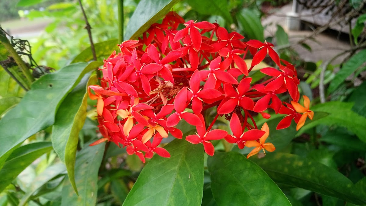 Chinese ixora