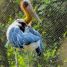 Lesser adjutant Stork