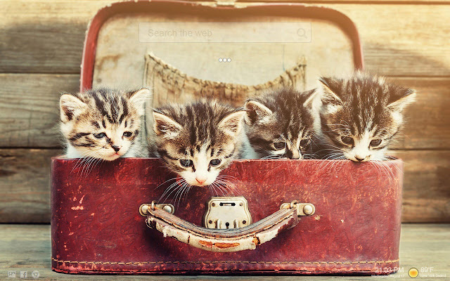 Kitty Cats Backgrounds Tab HD