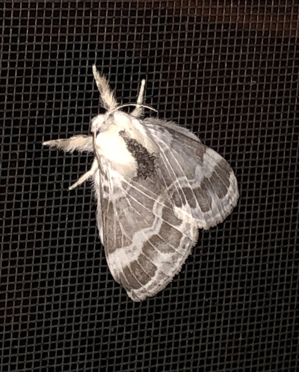 Large Tolype Moth