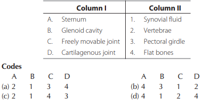 Skeleton (Skeletal System)