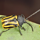 Leaf Beetle