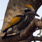 White-naped Woodpecker(Female)