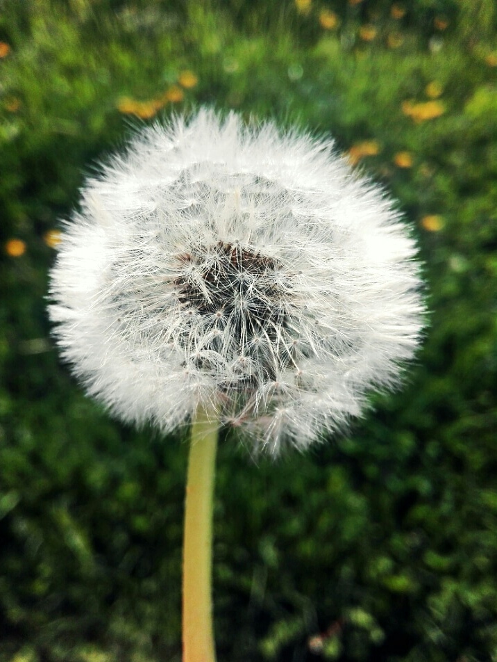 Soffia via i cattivi pensieri... di Planct