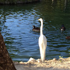 Great Egret