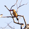 Stork-billed Kingfisher