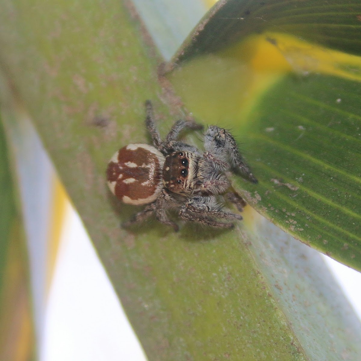 Jumping spider