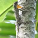 Common Gliding Lizard