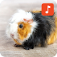 Download Guinea Pig Sound Effects For PC Windows and Mac 1.0.1