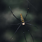 Giant Golden Orb Weaver