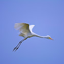 Great Egret