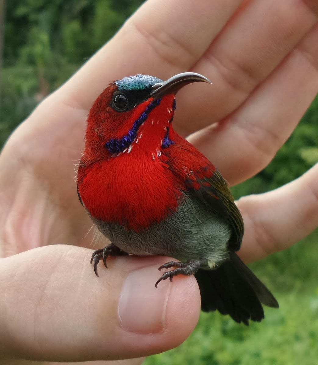 Crimson Sunbird