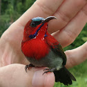 Crimson Sunbird