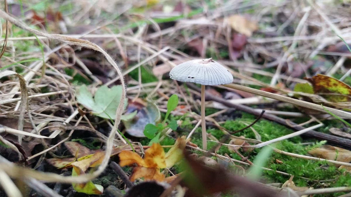 Pleated Ink Cap