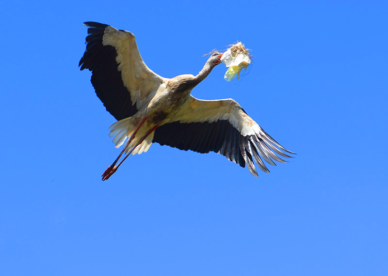 White stork