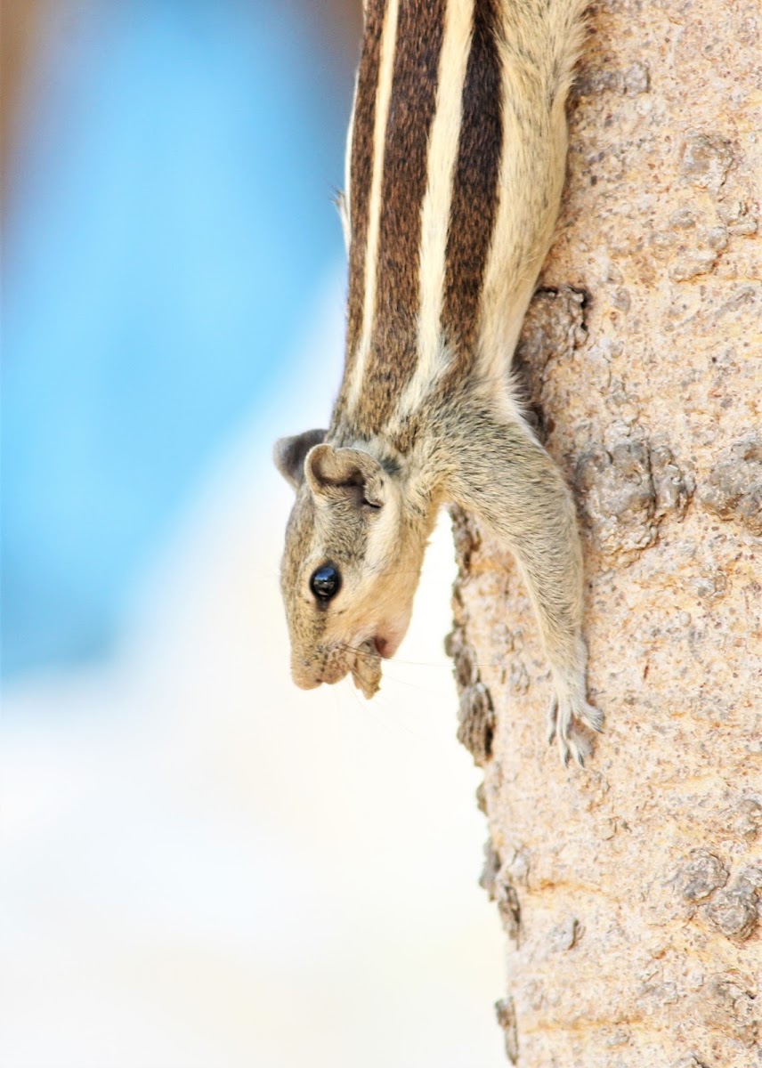 Indian Palm Squirrel