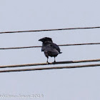 Carrion Crow