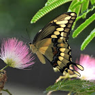 Eastern Giant Swallowtail