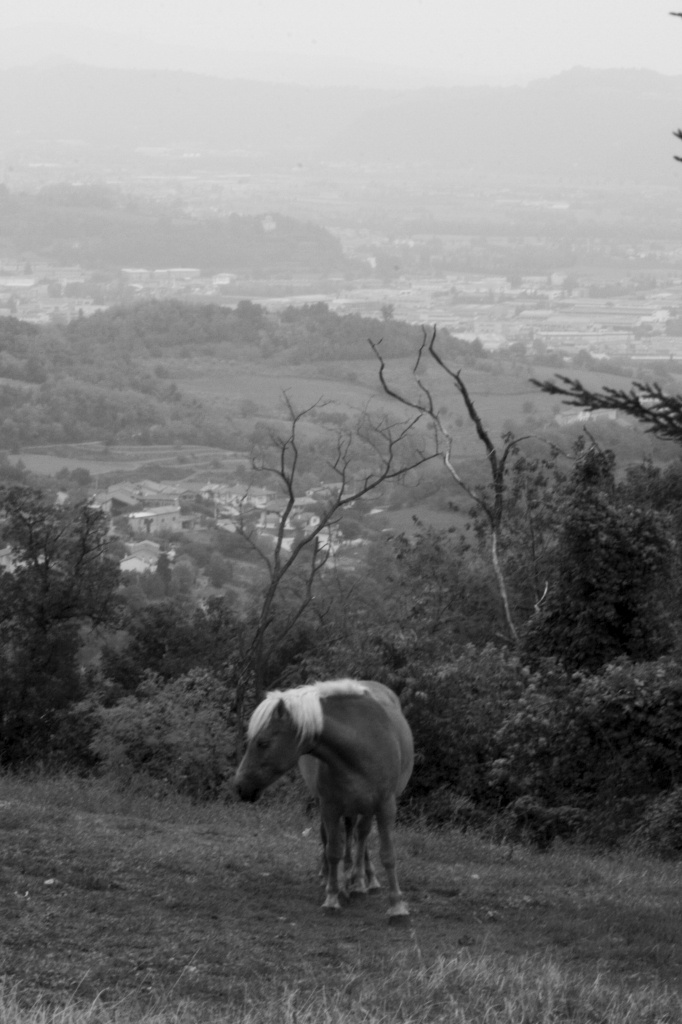 Il fascino della natura di spiga