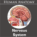 Nervous System for firestick