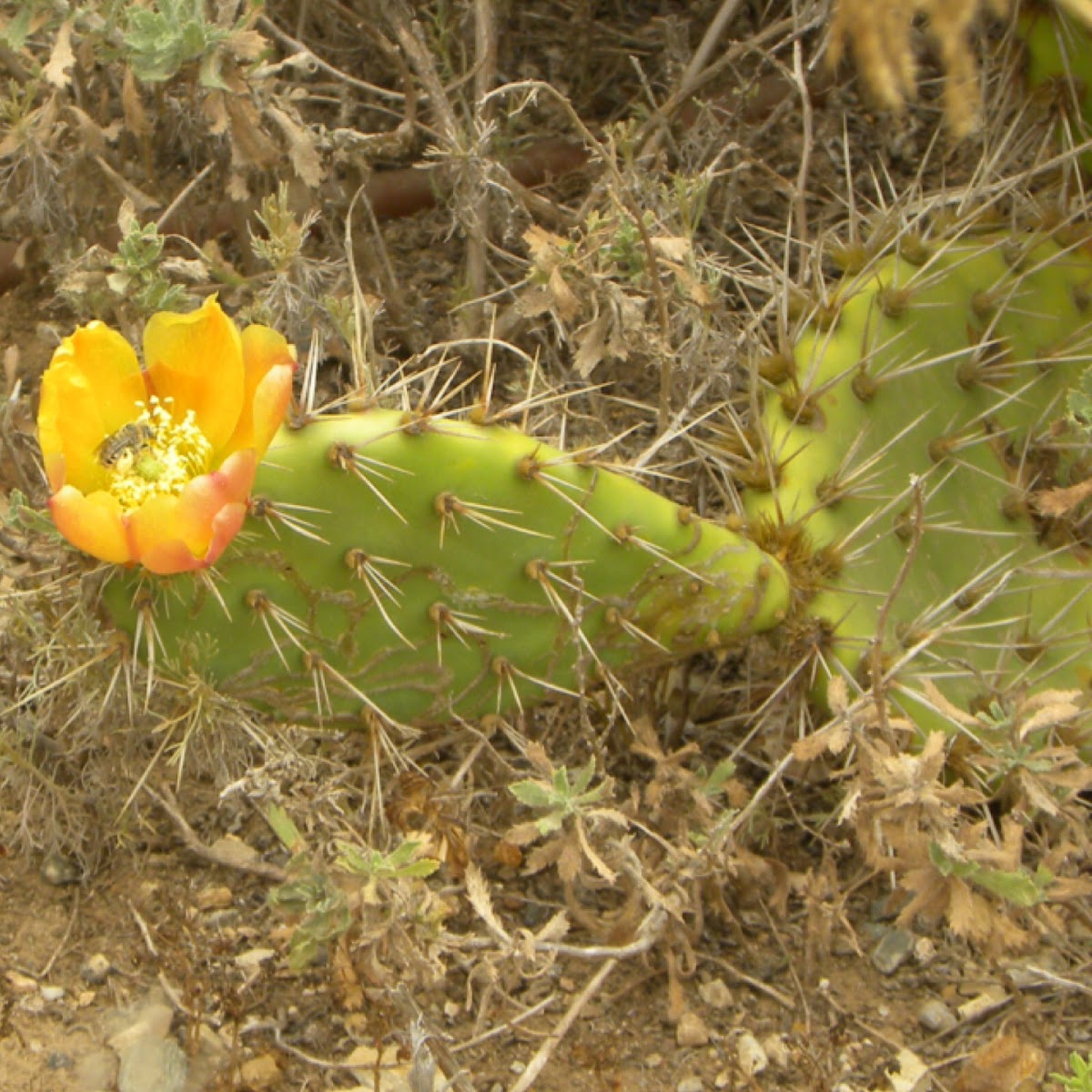 Prickly pear