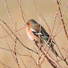 Chaffinch