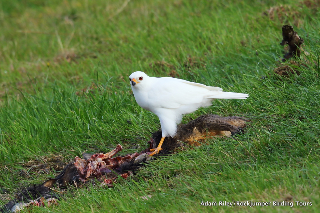 Grey Goshawk