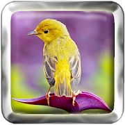 Kicau Burung Betina Master 1.0 Icon