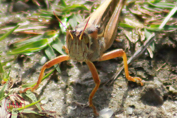 American Bird Grasshopper