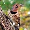 Northern Yellow Shafted Flicker