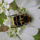 Bee beetle