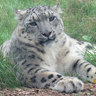 Snow Leopard