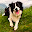 Border Collie Wallpapers Border Collie Tab