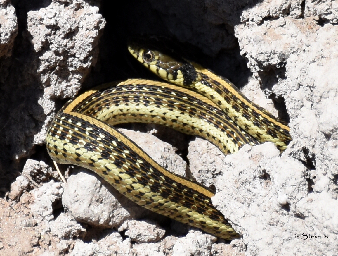 Mexican Garter Snake