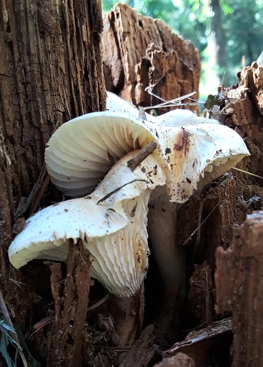 Train Wrecker or Scaly Lentinus Mushroom