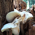 Train Wrecker or Scaly Lentinus Mushroom